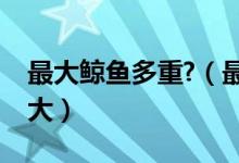 最大鯨魚多重?（最大鯨魚有多長有多重有多大）