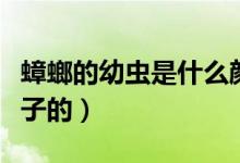 蟑螂的幼蟲(chóng)是什么顏色（蟑螂的幼蟲(chóng)是什么樣子的）