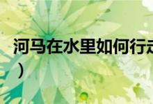 河馬在水里如何行走的（河馬在水里如何行走）