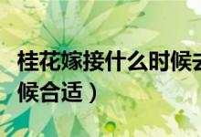 桂花嫁接什么時(shí)候去掉薄膜（桂花嫁接什么時(shí)候合適）