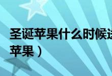 圣誕蘋果什么時候送（圣誕一般都什么時候送蘋果）