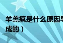 羊羔瘋是什么原因導致（羊羔瘋是什么原因造成的）