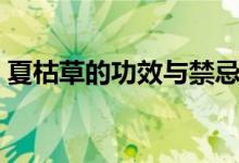 夏枯草的功效與禁忌（夏菇草哪些人不能喝）