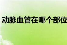 動脈血管在哪個部位（動脈血管在哪個位置）