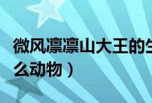 微風凜凜山大王的生肖（威風凜凜山大王是什么動物）