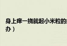 身上癢一撓就起小米粒的疙瘩（身上癢一撓就起小米粒怎么辦）