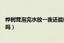 樺樹(shù)茸泡完水放一夜還能喝嗎（樺樹(shù)茸泡一天一夜還可以喝嗎）