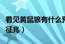 看見黃鼠狼有什么預兆嗎（看見黃鼠狼有什么征兆）