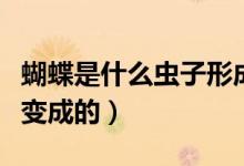 蝴蝶是什么蟲子形成的圖片（蝴蝶是什么蟲子變成的）