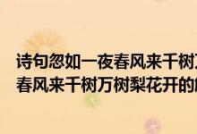 詩(shī)句忽如一夜春風(fēng)來千樹萬樹梨花開的意思（詩(shī)句忽如一夜春風(fēng)來千樹萬樹梨花開的解釋）