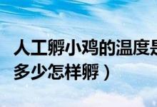 人工孵小雞的溫度是多少（人孵小雞的溫度是多少怎樣孵）