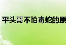 平頭哥不怕毒蛇的原因（平頭哥不怕蛇毒嗎）