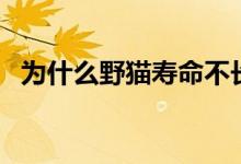 為什么野貓壽命不長(zhǎng)（為什么野貓不能養(yǎng)）