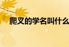 爬叉的學(xué)名叫什么（爬叉的學(xué)名是什么）
