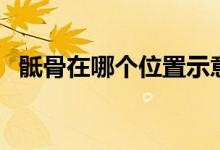 骶骨在哪個(gè)位置示意圖（骶骨在哪個(gè)位置）