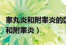 睪丸炎和附睪炎的區(qū)別是什么（什么是睪丸炎和附睪炎）