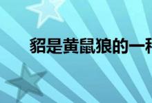 貂是黃鼠狼的一種么（貂是黃鼠狼嗎）