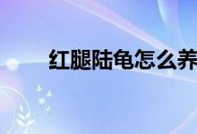 紅腿陸龜怎么養(yǎng)（紅腿陸龜如何養(yǎng)）