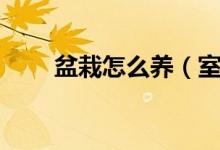 盆栽怎么養(yǎng)（室內(nèi)盆栽植物怎么養(yǎng)）