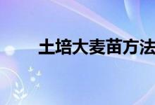 土培大麥苗方法（怎樣土培大麥苗）