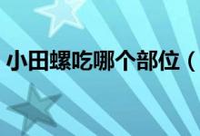 小田螺吃哪個(gè)部位（小田螺吃法吃哪一部分）
