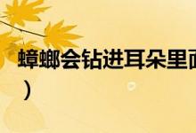 蟑螂會鉆進耳朵里面嗎（蟑螂會鉆進耳朵里嗎）