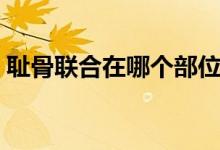 恥骨聯(lián)合在哪個(gè)部位（恥骨聯(lián)合在哪個(gè)位置）