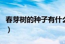 春芽樹的種子有什么功效（春芽樹的種植方法）