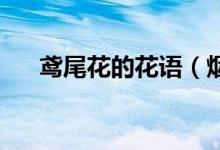 鳶尾花的花語（煙火樹的花語 是什么）