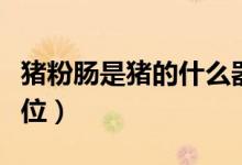 豬粉腸是豬的什么器官（豬粉腸是豬的什么部位）