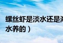 螺絲蝦是淡水還是海水（螺絲蝦是淡水還是海水養(yǎng)的）