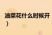 油菜花什么時候開（金燦燦的油菜花你喜歡嗎）