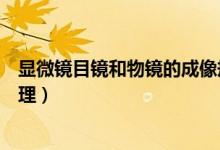 顯微鏡目鏡和物鏡的成像規(guī)律（顯微鏡目鏡和物鏡的成像原理）