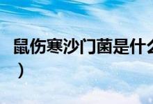 鼠傷寒沙門菌是什么?。ㄊ裁词鞘髠抽T菌）