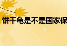 餅干龜是不是國家保護(hù)動物（餅干龜好養(yǎng)嗎）