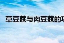 草豆蔻與肉豆蔻的功效區(qū)別（草豆蔻別名）
