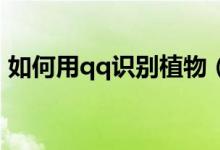 如何用qq識(shí)別植物（QQ如何掃描識(shí)別植物）