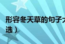 形容冬天草的句子大全（形容冬天草的句子精選）
