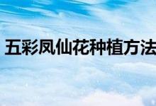 五彩鳳仙花種植方法（五彩鳳仙花養(yǎng)殖技巧）