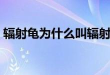 輻射龜為什么叫輻射（輻射龜為什么受歡迎）
