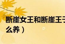 斷崖女王和斷崖王子有什么區(qū)別（斷崖女王怎么養(yǎng)）