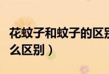 花蚊子和蚊子的區(qū)別（花蚊子和普通蚊子有什么區(qū)別）