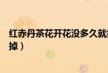 紅赤丹茶花開(kāi)花沒(méi)多久就掉了（紅赤丹茶花開(kāi)的花什么時(shí)候掉）