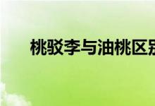 桃駁李與油桃區(qū)別（桃駁李是油桃嗎）