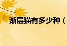漸層貓有多少種（漸層是什么種類的貓）