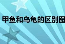甲魚和烏龜?shù)膮^(qū)別圖片（甲魚和烏龜?shù)膮^(qū)別）