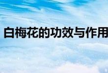 白梅花的功效與作用（白梅花泡水喝的功效）