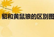 貂和黃鼠狼的區(qū)別圖片（貂和黃鼠狼的區(qū)別）