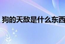 狗的天敵是什么東西（狗的天敵是什么動(dòng)物）