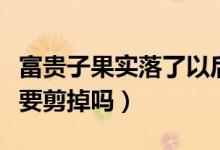 富貴子果實(shí)落了以后如何修剪（富貴籽的果實(shí)要剪掉嗎）